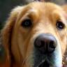 Aisha with Simba the Golden Retriever